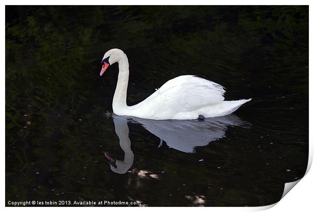 Lone Swan Print by les tobin