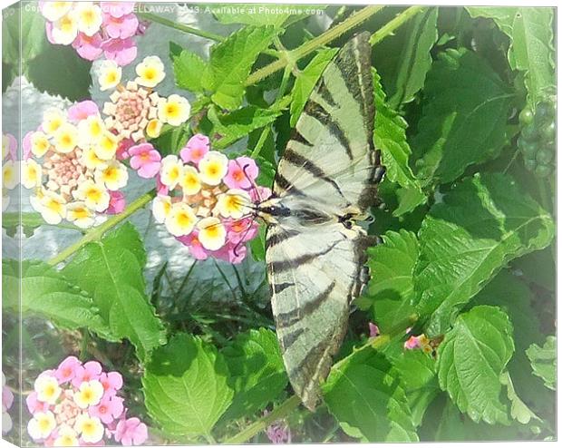SCARCE SWALLOWTAIL BUTTERFLY Canvas Print by Anthony Kellaway