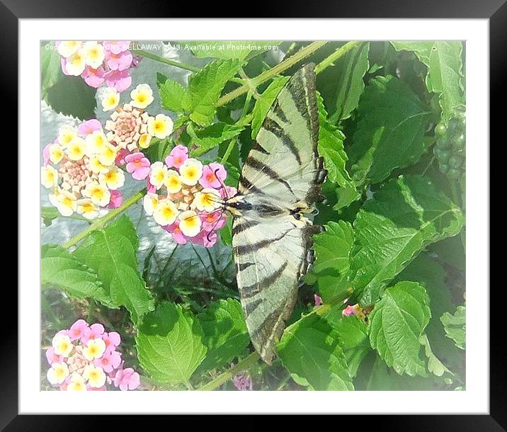 SCARCE SWALLOWTAIL BUTTERFLY Framed Mounted Print by Anthony Kellaway