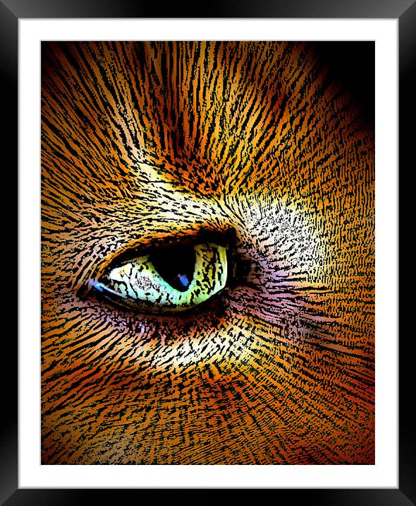 cats eye Framed Mounted Print by sue davies