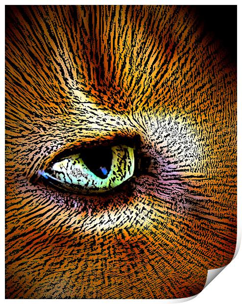 cats eye Print by sue davies
