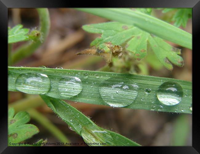 Raindrops Framed Print by Pics by Jody Adams
