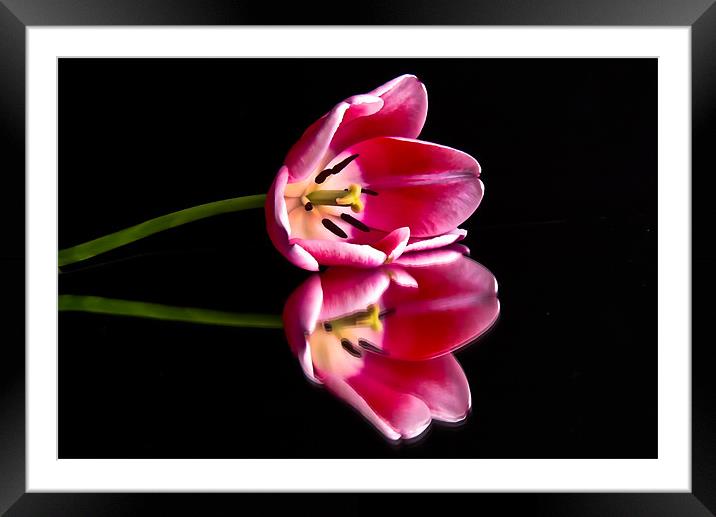 Reflections of a Tulip Framed Mounted Print by Helen Holmes