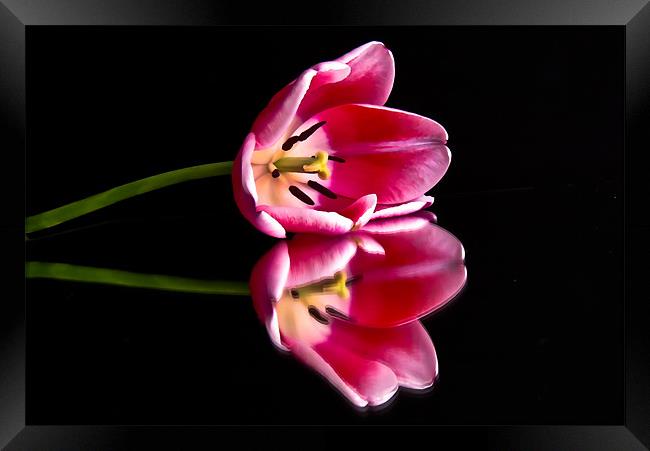 Reflections of a Tulip Framed Print by Helen Holmes