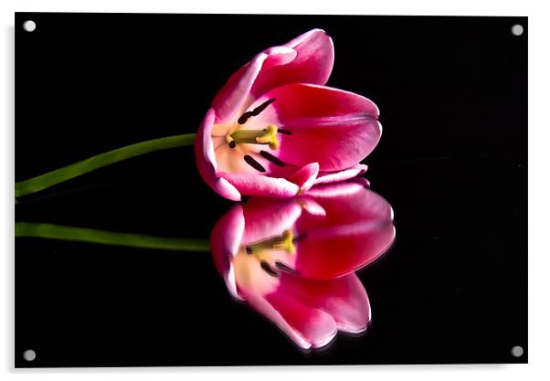 Reflections of a Tulip Acrylic by Helen Holmes