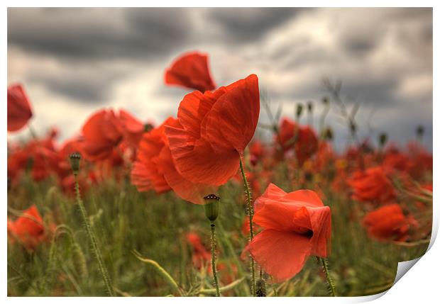 Poppies in the wind Print by Simon West