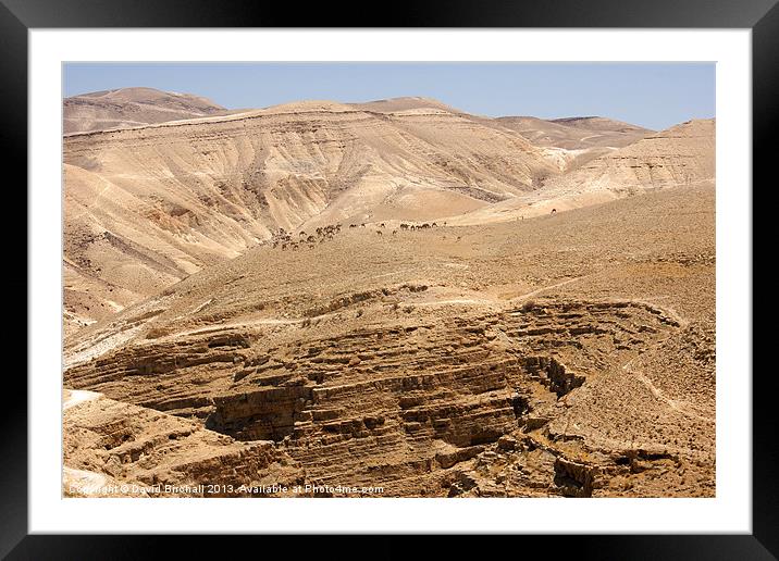 Camels in desrt landscape, Palestine. Framed Mounted Print by David Birchall
