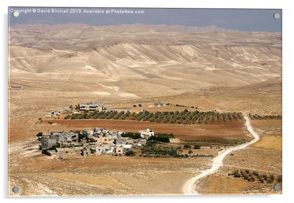 Olive Grove in Palestine Acrylic by David Birchall