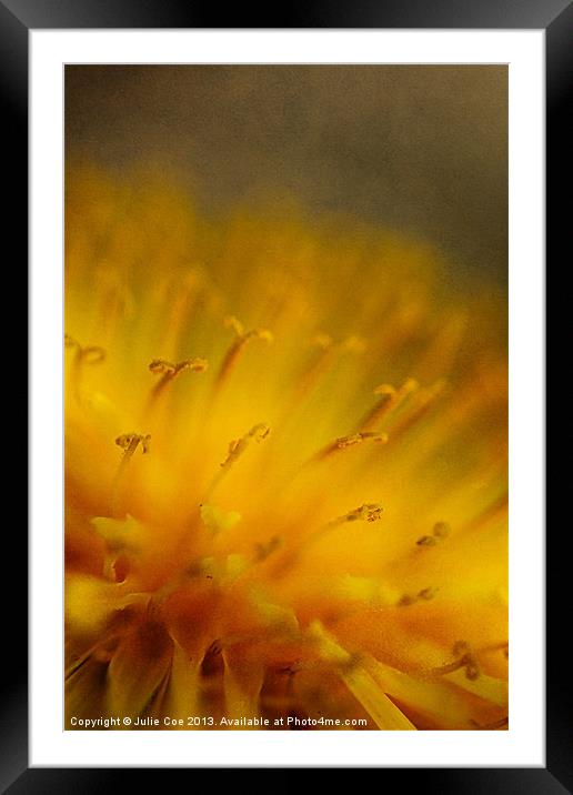 Dandelion Framed Mounted Print by Julie Coe