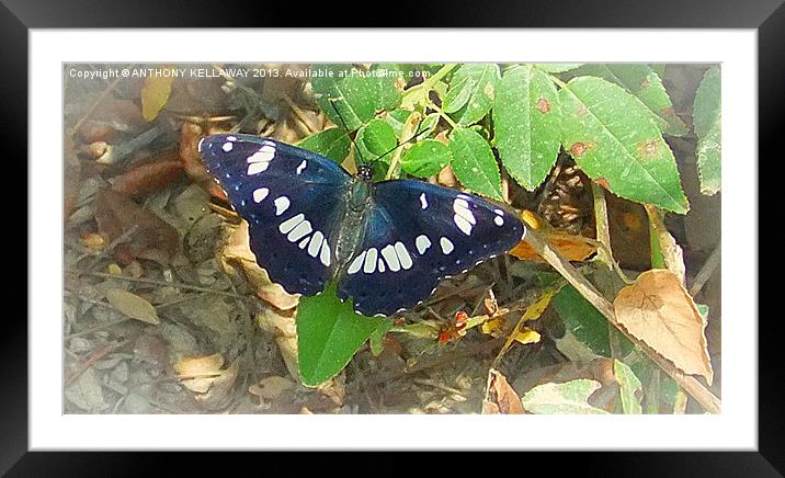 WHITE ADMIRAL BUTTERFLY Framed Mounted Print by Anthony Kellaway