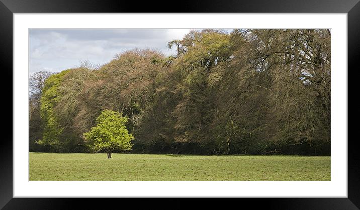 Fairy tree in Ireland Framed Mounted Print by Ian Middleton