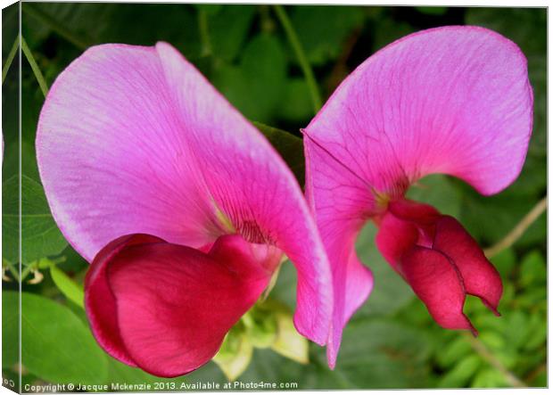 FLYING SWEET PEAS Canvas Print by Jacque Mckenzie