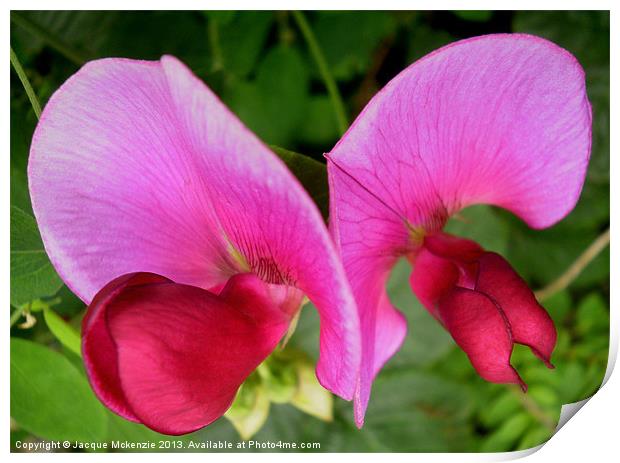 FLYING SWEET PEAS Print by Jacque Mckenzie