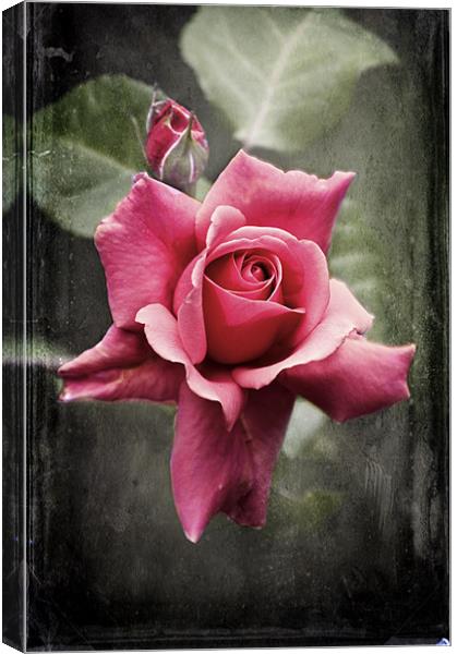 The Midnight  Rose Canvas Print by Dawn Cox