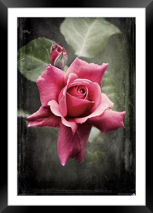 The Midnight  Rose Framed Mounted Print by Dawn Cox