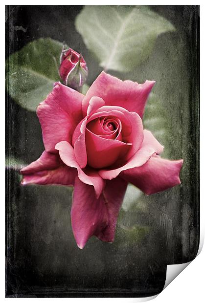 The Midnight  Rose Print by Dawn Cox
