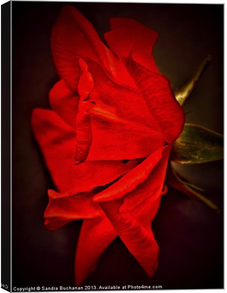 Red Rose Canvas Print by Sandra Buchanan