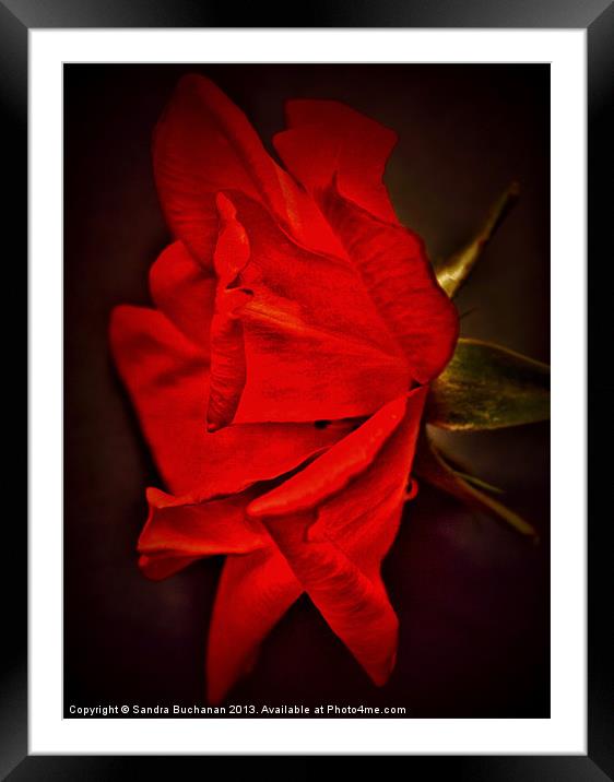 Red Rose Framed Mounted Print by Sandra Buchanan