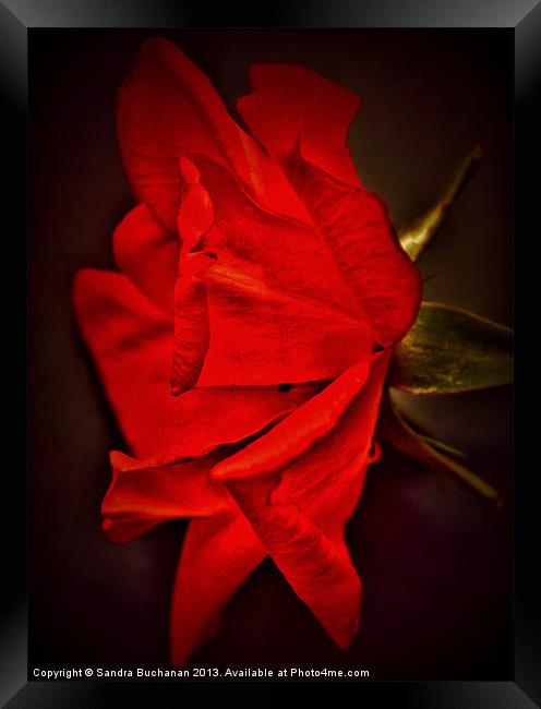 Red Rose Framed Print by Sandra Buchanan