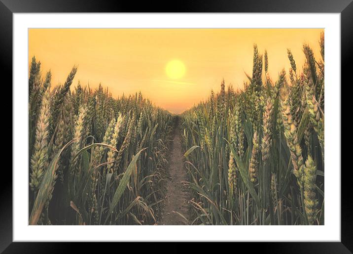 sunrise over the wheatfields Framed Mounted Print by Robert Fielding