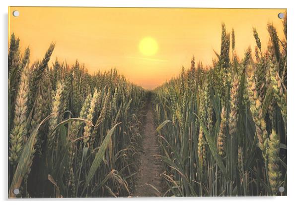 sunrise over the wheatfields Acrylic by Robert Fielding