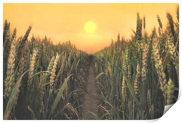 sunrise over the wheatfields Print by Robert Fielding