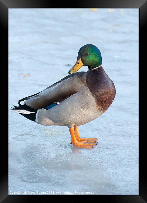 male mallard duck standing on frozen pond Framed Print by Lloyd Fudge
