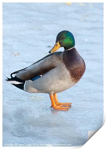 male mallard duck standing on frozen pond Print by Lloyd Fudge