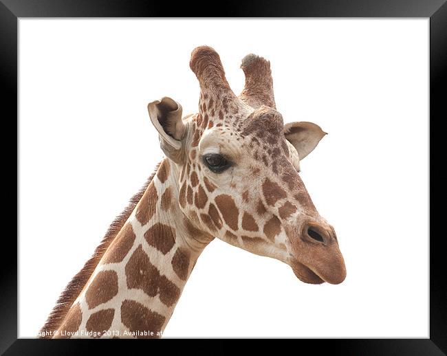 giraffe on a white background Framed Print by Lloyd Fudge