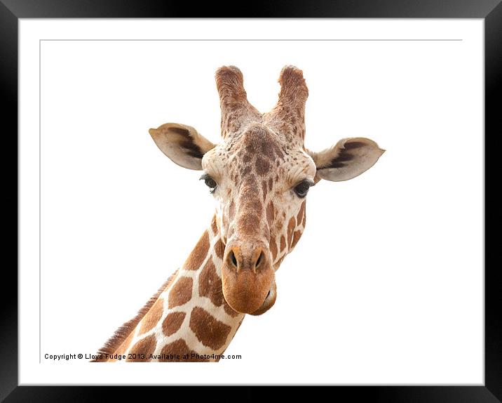 giraffe on a white background Framed Mounted Print by Lloyd Fudge