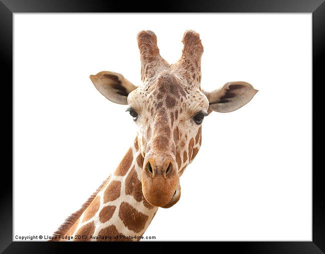 giraffe on a white background Framed Print by Lloyd Fudge