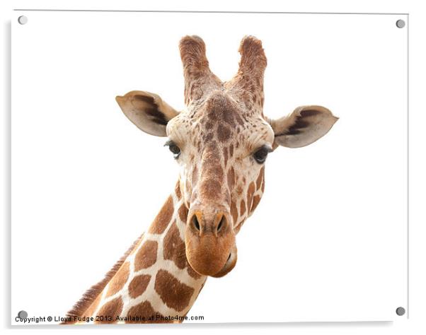 giraffe on a white background Acrylic by Lloyd Fudge
