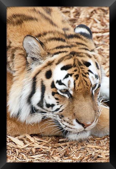 tiger falling asleep Framed Print by Lloyd Fudge