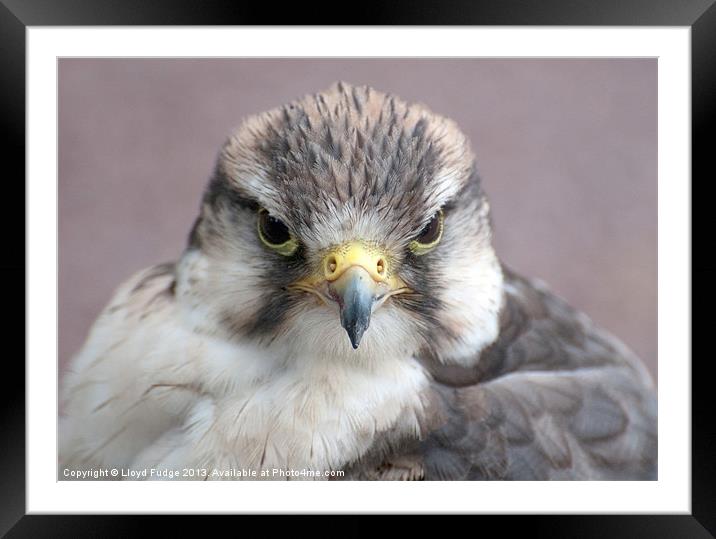 sparrow hawk Framed Mounted Print by Lloyd Fudge