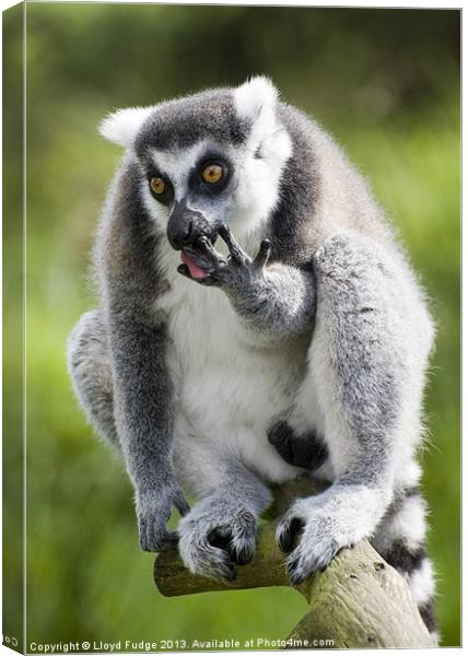 ringed tailed lemur licking his fingers Canvas Print by Lloyd Fudge