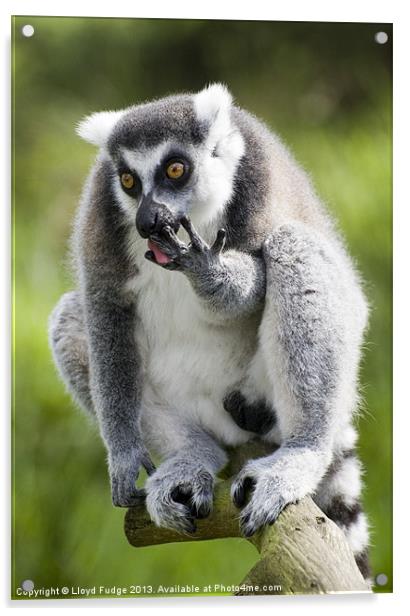ringed tailed lemur licking his fingers Acrylic by Lloyd Fudge
