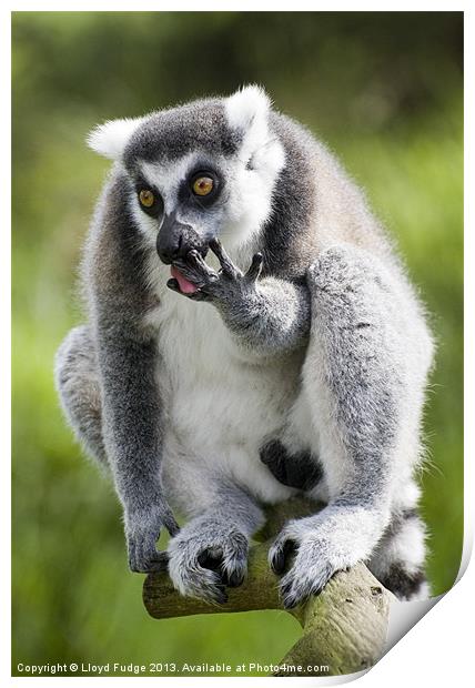 ringed tailed lemur licking his fingers Print by Lloyd Fudge