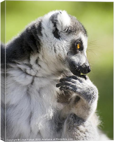 ringed tailed lemur profile Canvas Print by Lloyd Fudge