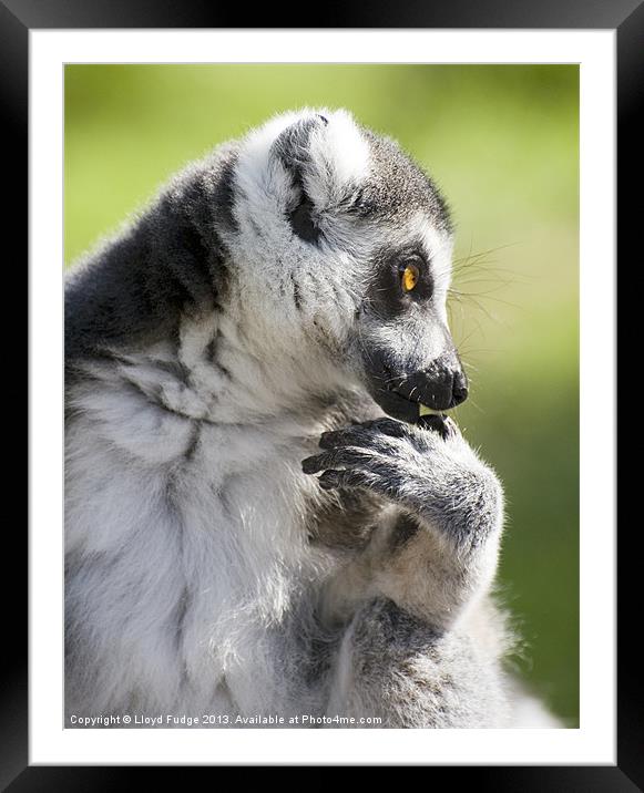 ringed tailed lemur profile Framed Mounted Print by Lloyd Fudge