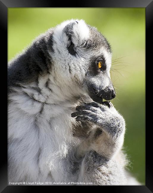 ringed tailed lemur profile Framed Print by Lloyd Fudge