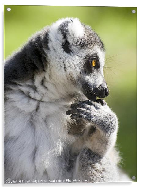ringed tailed lemur profile Acrylic by Lloyd Fudge