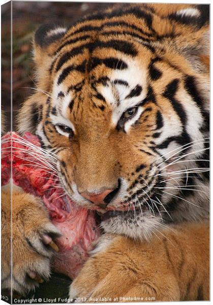 adult tiger with kill Canvas Print by Lloyd Fudge