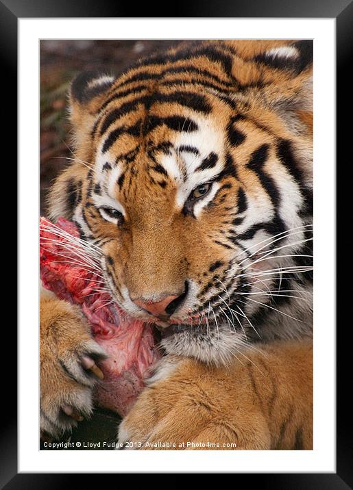 adult tiger with kill Framed Mounted Print by Lloyd Fudge