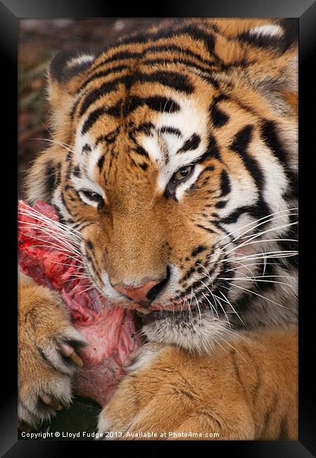 adult tiger with kill Framed Print by Lloyd Fudge