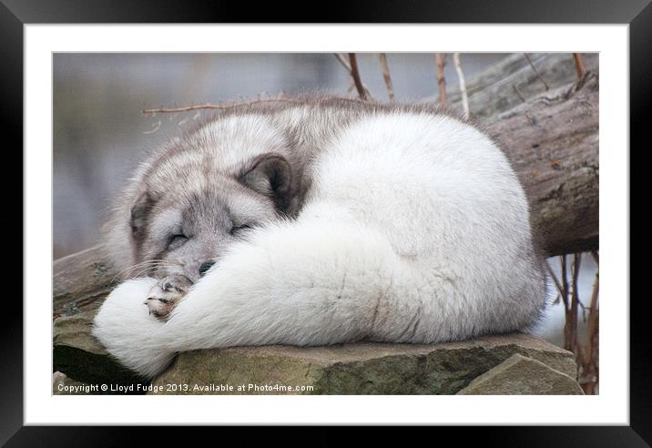 artic fox asleep on rocks Framed Mounted Print by Lloyd Fudge