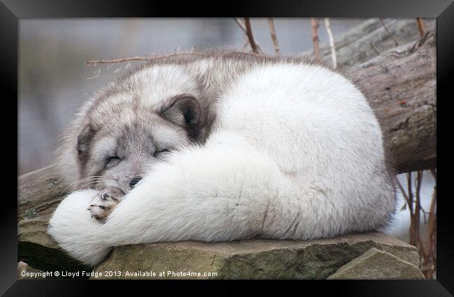 artic fox asleep on rocks Framed Print by Lloyd Fudge