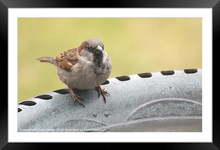british sparrow on birdbath Framed Mounted Print by Lloyd Fudge