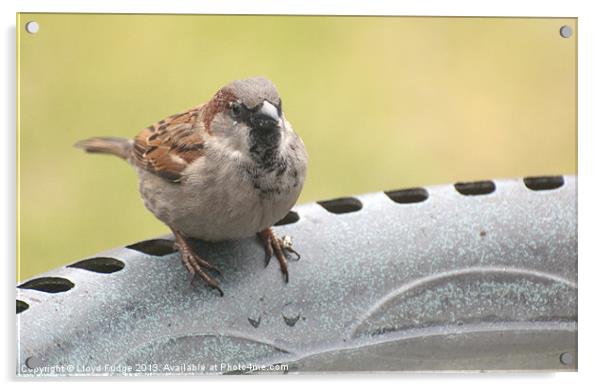 british sparrow on birdbath Acrylic by Lloyd Fudge