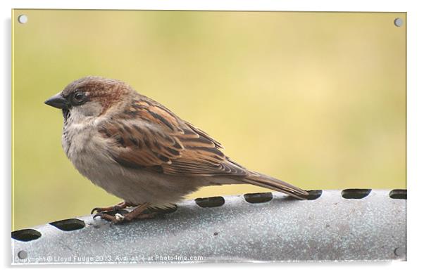 british sparrow Acrylic by Lloyd Fudge
