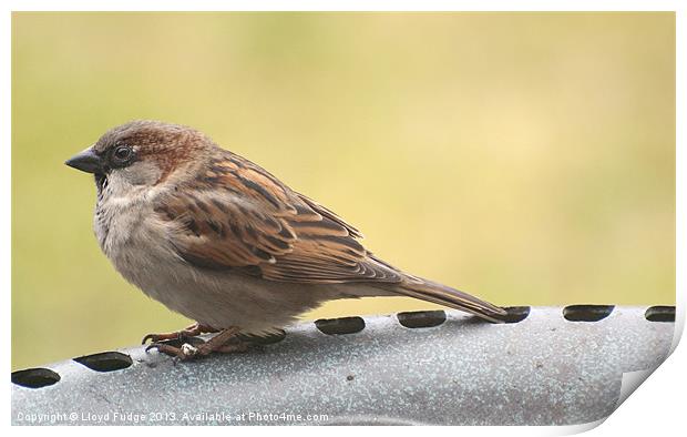 british sparrow Print by Lloyd Fudge